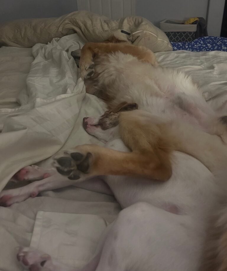 couple of dogs laying in bed comfortable
