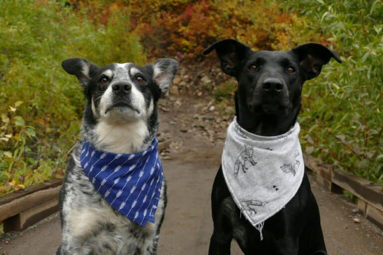 two dogs in bandanas