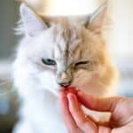 a cat being fed a treat in home