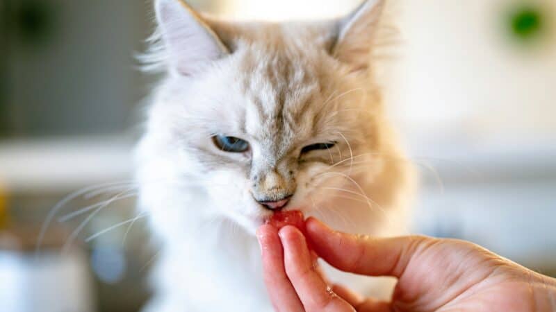 a cat being fed a treat in home
