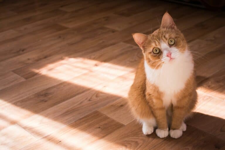 cat body language in home