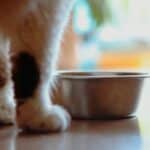 cat eating from bowl