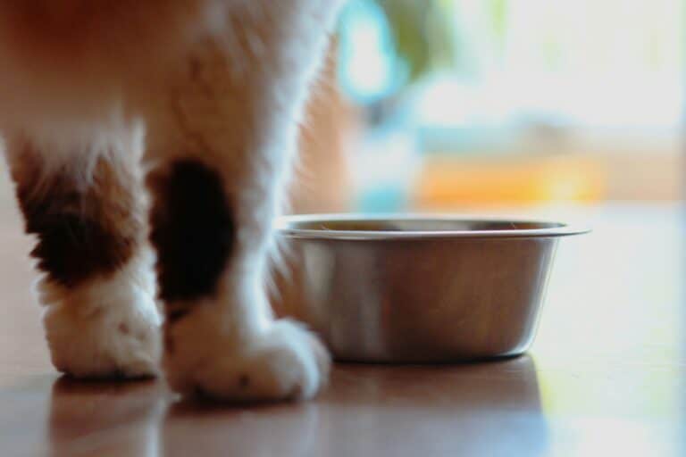 cat eating from bowl