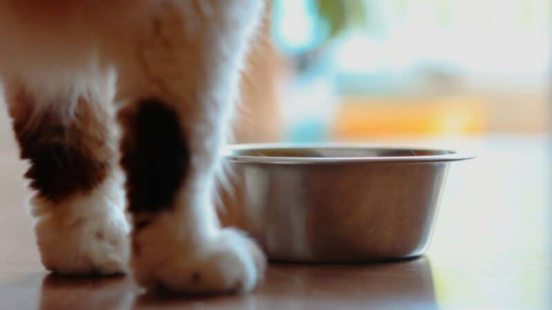 cat eating from bowl