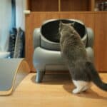 cat entering litterbox