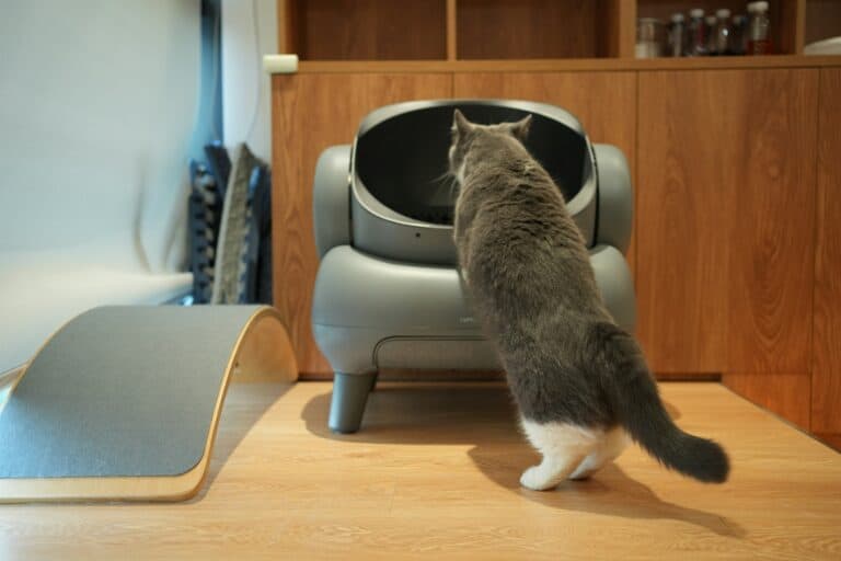 cat entering litterbox