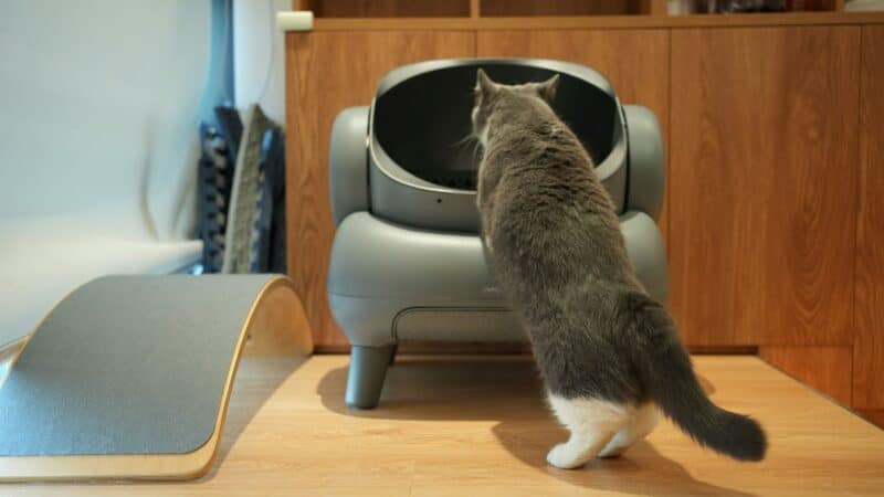 cat entering litterbox