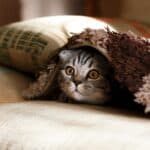 cat hiding in pillows