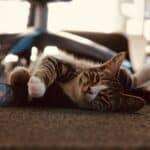 a cat laying in home office