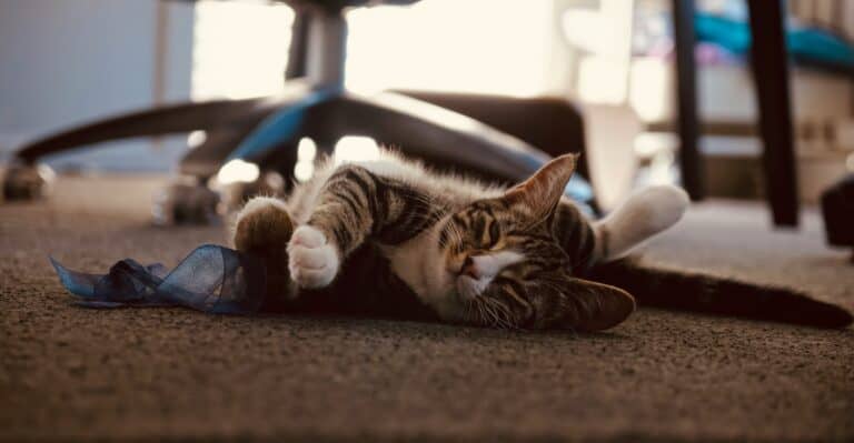 a cat laying in home office