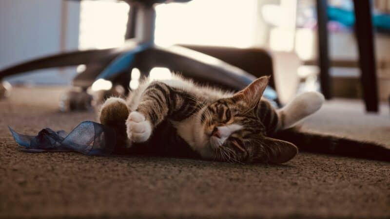 a cat laying in home office