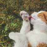 a cat licking its paw in a field