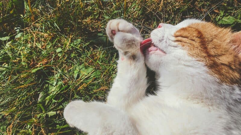 a cat licking its paw in a field