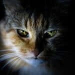 cat out in nighttime
