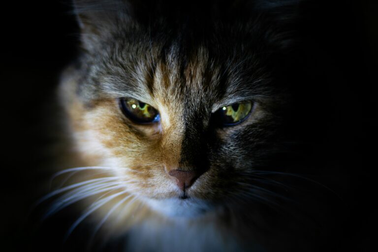 cat out in nighttime