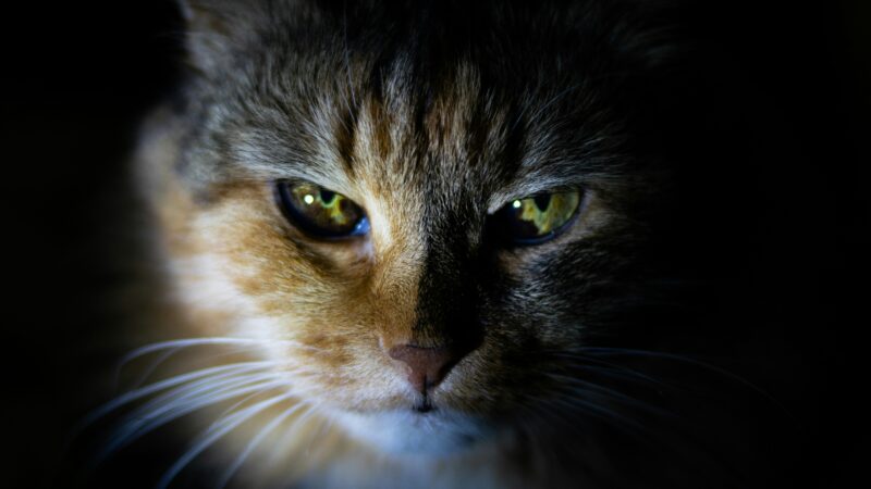 cat out in nighttime