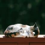 a cat outdoors laying down