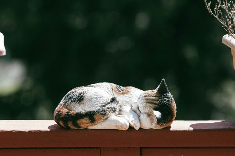a cat outdoors laying down