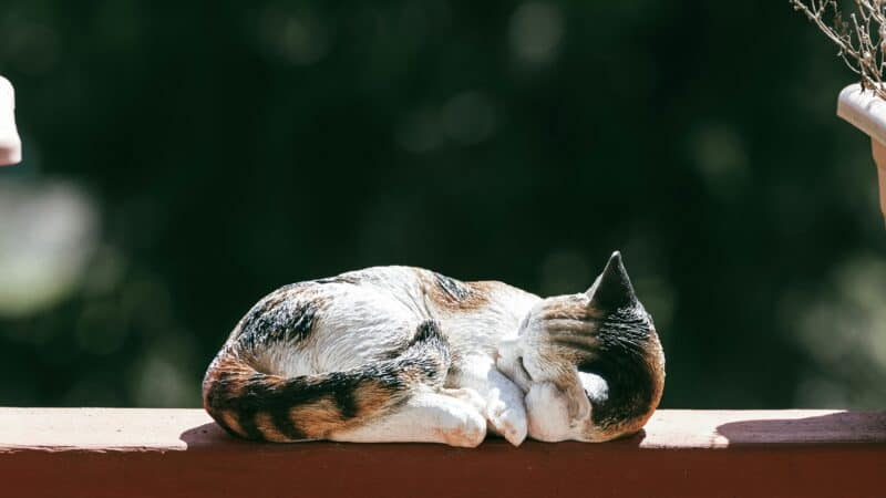 a cat outdoors laying down