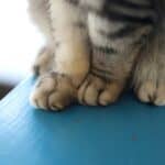 a cats paws upclose