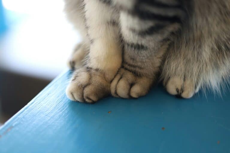 a cats paws upclose