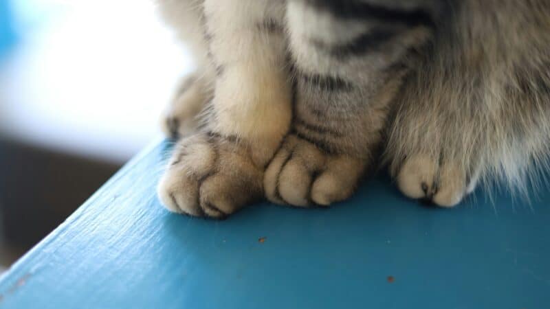 a cats paws upclose