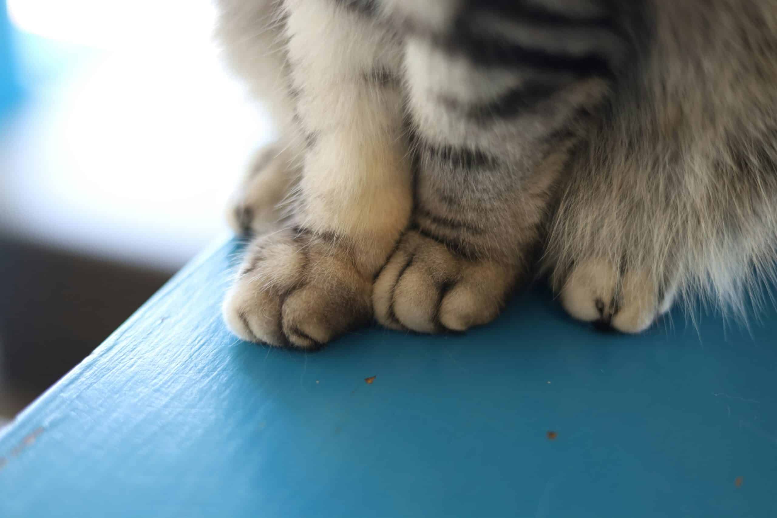 How to Trim a Cat’s Nails Without a Fight: Finding the Quick, Working One Paw at a Time