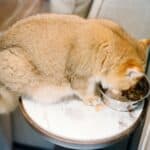 cat eating in home out of a bowl