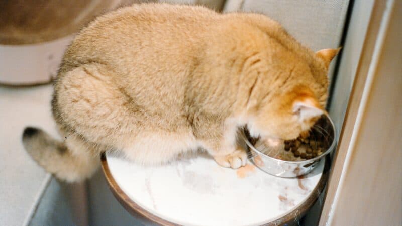 cat eating in home out of a bowl