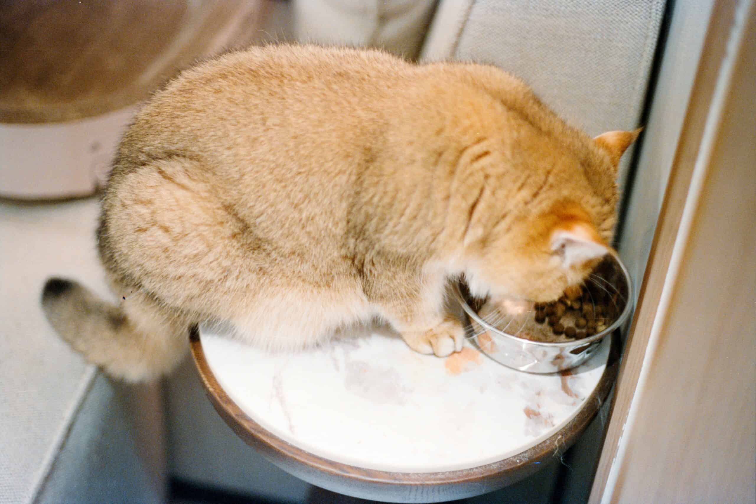 How Much Should I Feed My Cat? Portions by Weight, Life Stage, and Why the Bag Overfeeds