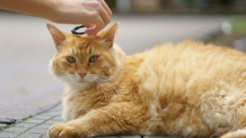 cat shedding furry coat