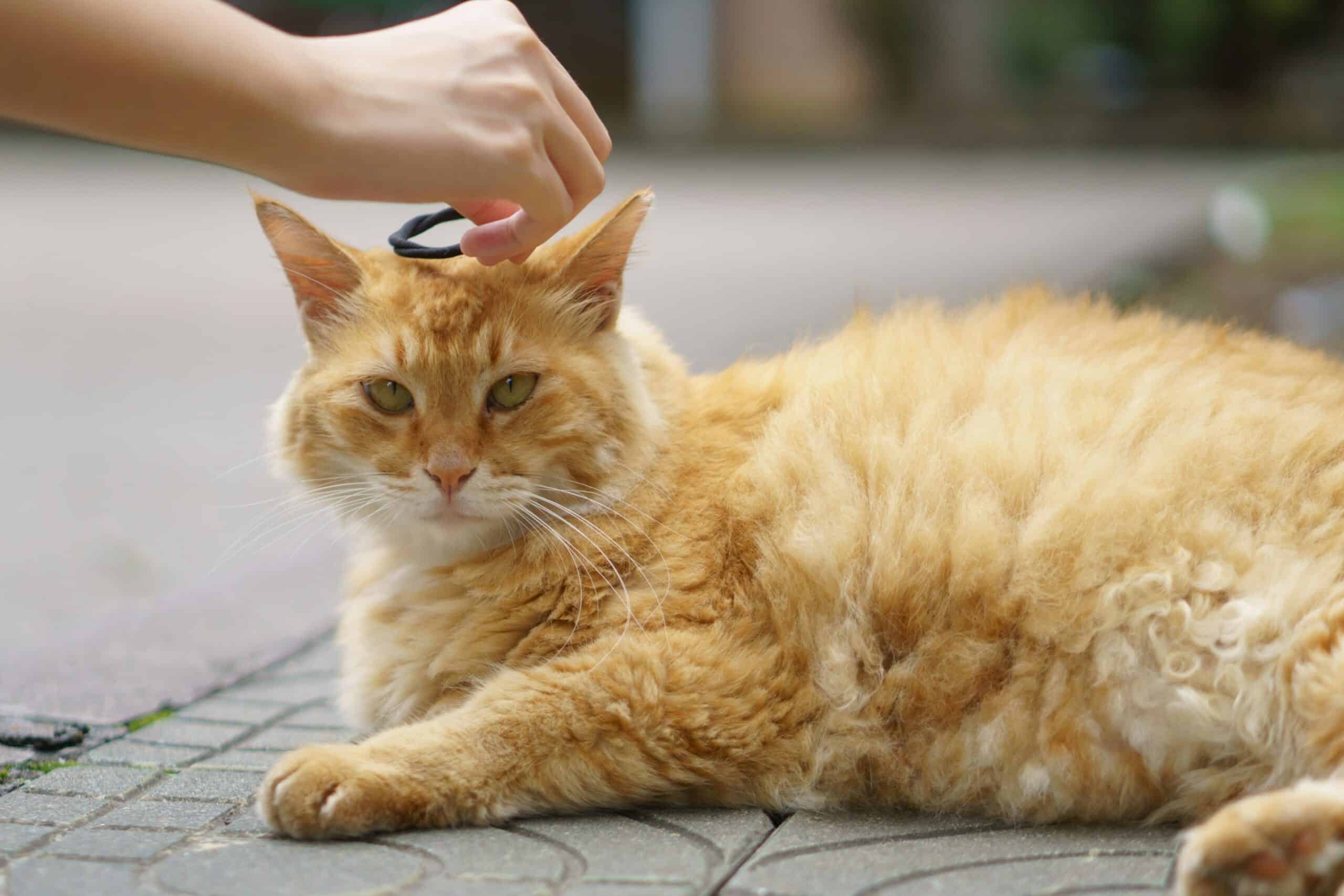 How Often Should You Brush Your Cat? Coat Length, Shedding Season, and the Schedule That Prevents Mats