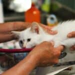 cat during a vet visit