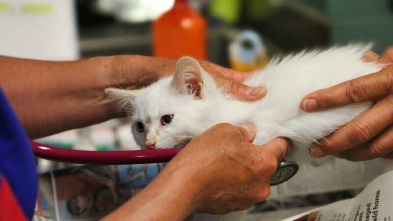 cat during a vet visit