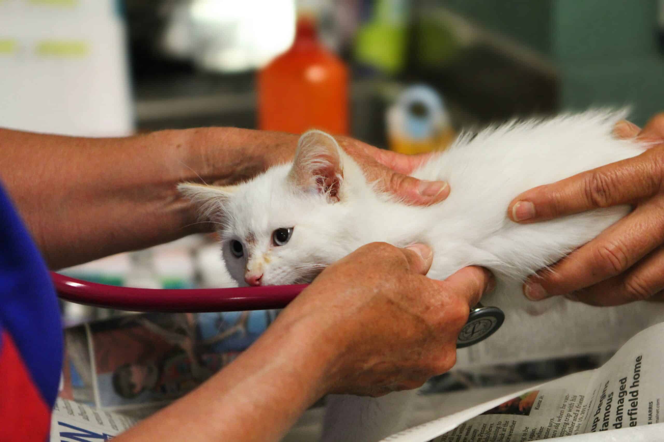 Best Cat Vaccination and Medical Record Organizers in 2026: Keep Every Certificate, Chip Number, and Lab Result Ready Before Anyone Asks