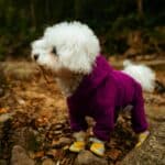 dog boots outdoors
