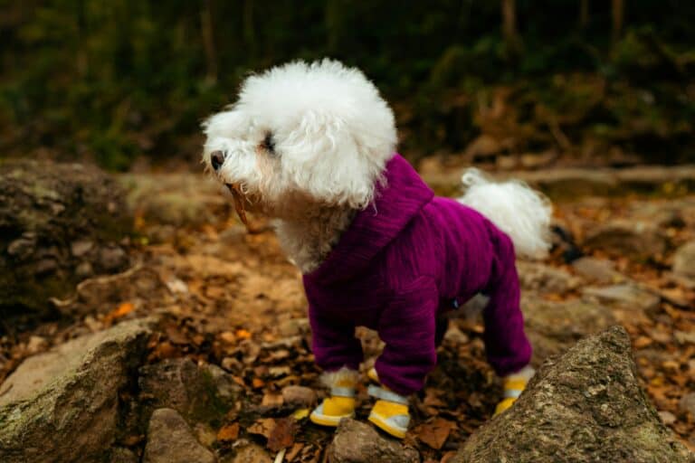 dog boots outdoors