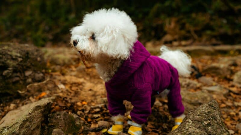 dog boots outdoors