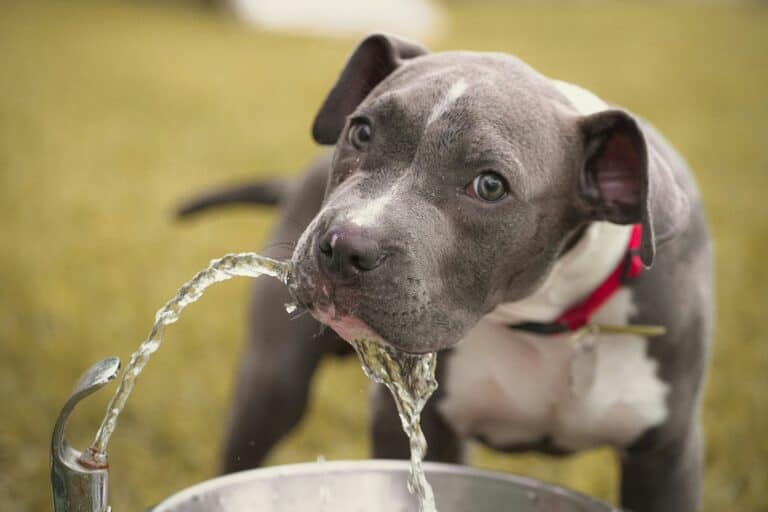 dog drinking from a water fountain
