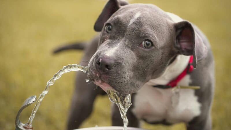 dog drinking from a water fountain