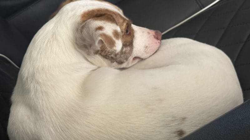 dog laying down on couch