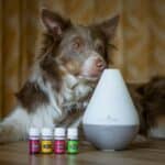 dog with air purifier in home