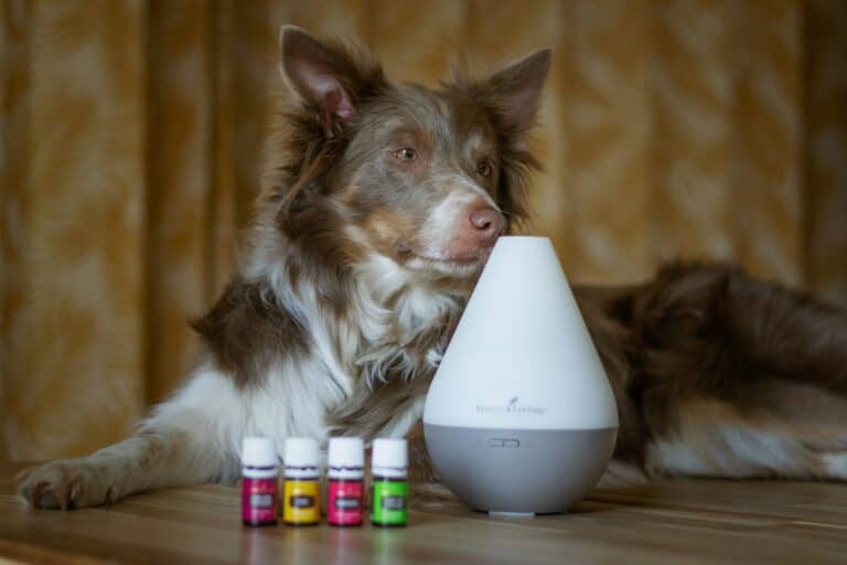 dog with air purifier in home