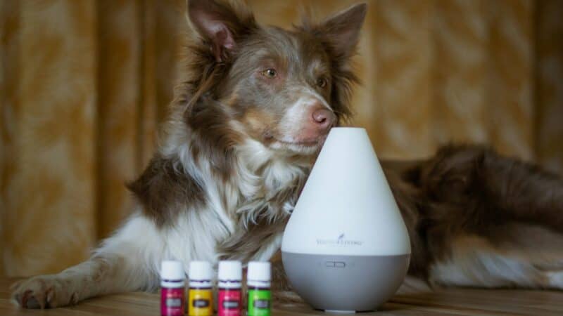 dog with air purifier in home