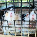 guinea pigs in a cage in home