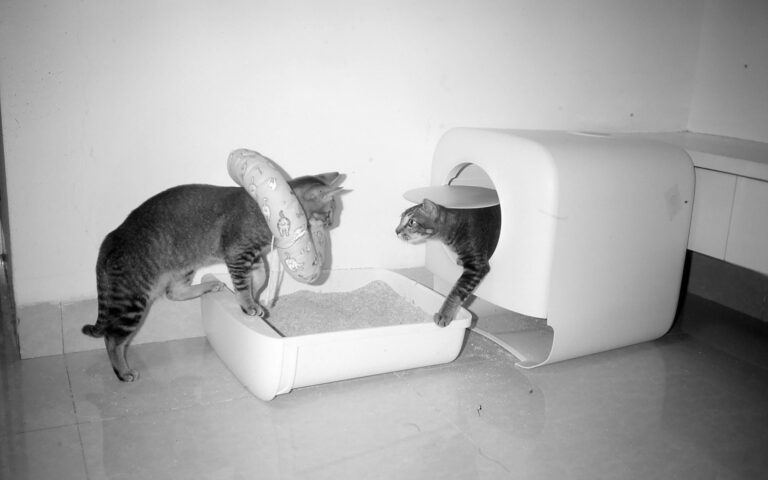 litter box setup for cats in home