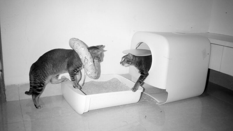 litter box setup for cats in home