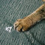 scratch guard to protect from cat claws