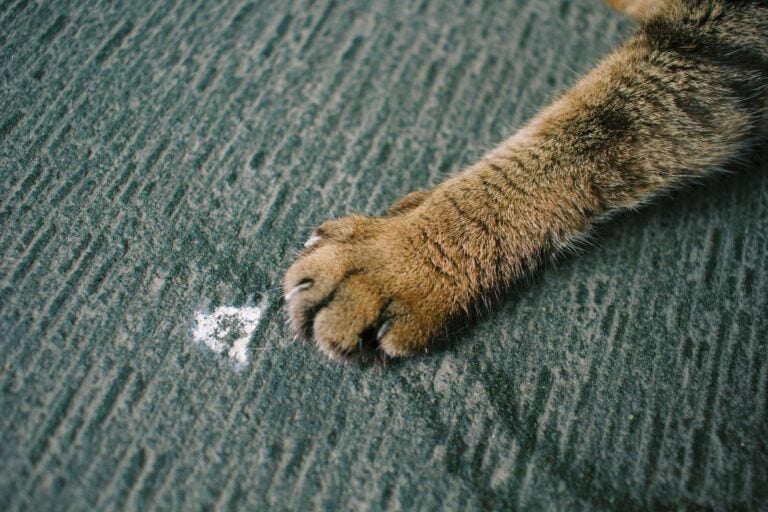 scratch guard to protect from cat claws