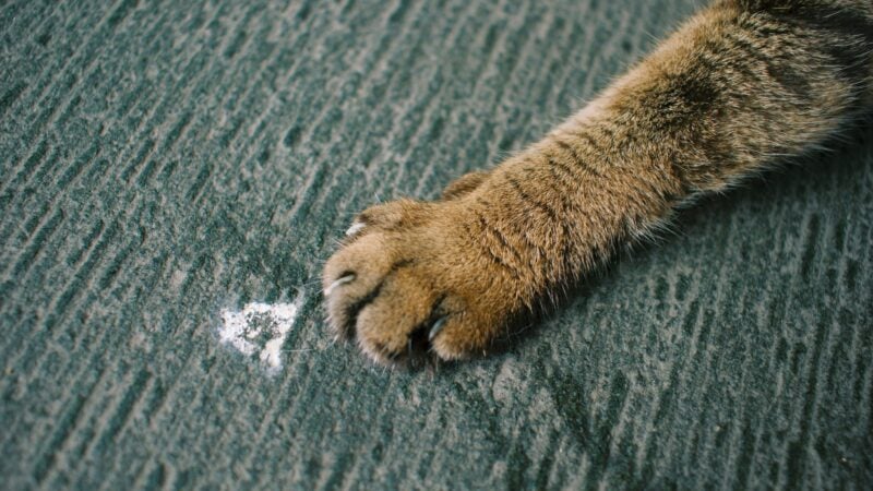 scratch guard to protect from cat claws